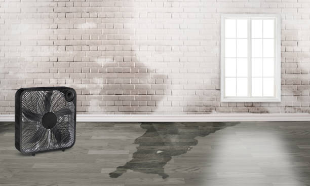  Loughman, FL Water damage restoration Pros